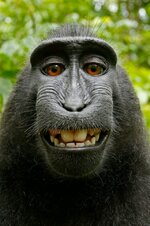 Monkey-Selfie.jpg